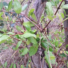 Lonicera japonica (Japanese Honeysuckle) at Hackett, ACT - 23 Jan 2025 by abread111