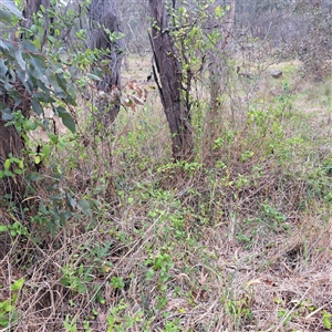 Lonicera japonica at Hackett, ACT - 23 Jan 2025 05:36 PM