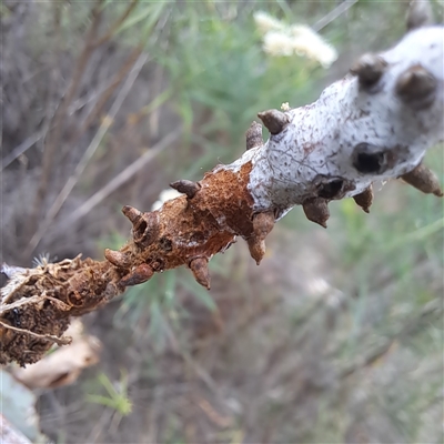 Eucalyptus insect gall at Hackett, ACT - 23 Jan 2025 by abread111