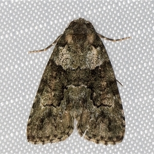 Unidentified Noctuoid moth (except Arctiinae) at Melba, ACT by kasiaaus