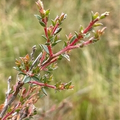 Leptospermum myrtifolium (Myrtle Teatree) at Jinden, NSW - 23 Jan 2025 by JaneR