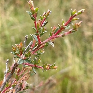 Leptospermum myrtifolium (Myrtle Teatree) at Jinden, NSW by JaneR