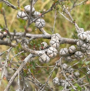 Leptospermum myrtifolium at Jinden, NSW - 23 Jan 2025 12:32 PM