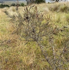 Leptospermum myrtifolium at Jinden, NSW - 23 Jan 2025 12:32 PM