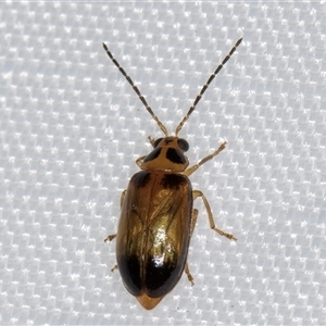 Monolepta picticollis (Picticollis leaf beetle) at Melba, ACT by kasiaaus