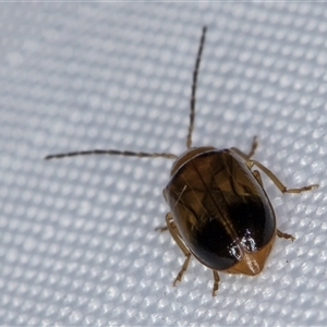 Monolepta picticollis at Melba, ACT - 21 Jan 2025 11:08 PM