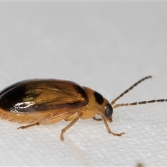 Monolepta picticollis at Melba, ACT - 21 Jan 2025 11:08 PM