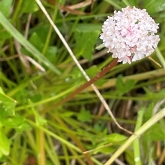 Trachymene humilis subsp. humilis (Alpine Trachymene) at Jinden, NSW - 23 Jan 2025 by JaneR