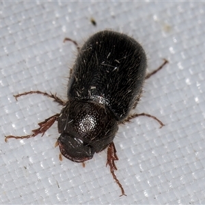 Heteronyx sp. (genus) at Melba, ACT - 21 Jan 2025 11:16 PM