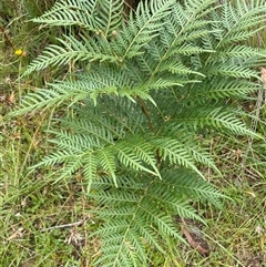 Pteridium esculentum (Bracken) at Jinden, NSW - 23 Jan 2025 by JaneR