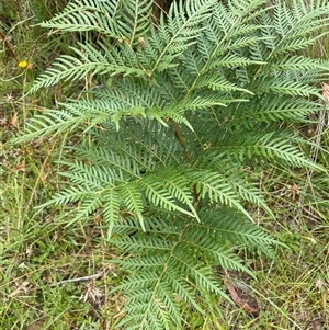 Pteridium esculentum (Bracken) at Jinden, NSW by JaneR