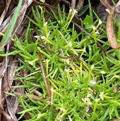 Scleranthus biflorus at Jinden, NSW - 23 Jan 2025 by JaneR