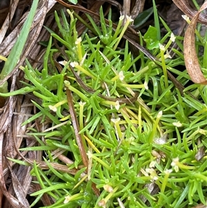 Scleranthus biflorus at Jinden, NSW - 23 Jan 2025 01:02 PM