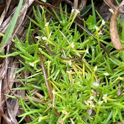 Scleranthus biflorus at Jinden, NSW - 23 Jan 2025 by JaneR