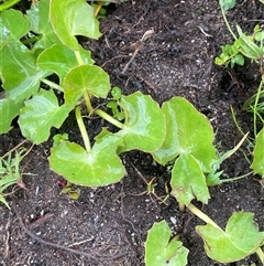 Centella asiatica (Pennywort, Centella, Indian Pennywort) at Jinden, NSW - 23 Jan 2025 by JaneR