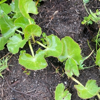 Centella asiatica at Jinden, NSW - 23 Jan 2025 by JaneR