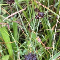 Juncus falcatus (Sickle-leaf Rush) at Jinden, NSW - 23 Jan 2025 by JaneR