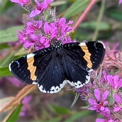 Eutrichopidia latinus (Yellow-banded Day-moth) at Acton, ACT - 23 Jan 2025 by HelenCross