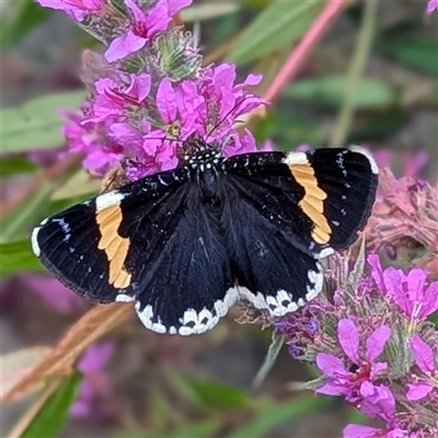 Eutrichopidia latinus (Yellow-banded Day-moth) at Acton, ACT - 23 Jan 2025 by HelenCross