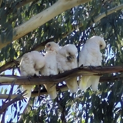 Cacatua sanguinea (Little Corella) at Monash, ACT - 24 Jan 2025 by MB