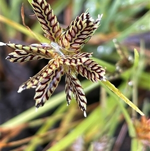 Cyperus sanguinolentus (A Sedge) at Jinden, NSW by JaneR