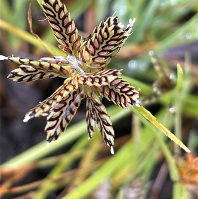 Cyperus sanguinolentus (A Sedge) at Jinden, NSW - 23 Jan 2025 by JaneR