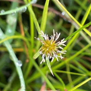 Cyperus sphaeroideus (Scented Sedge) at Jinden, NSW by JaneR