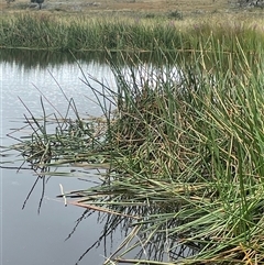 Eleocharis sphacelata (Tall Spike-rush) at Jinden, NSW - 23 Jan 2025 by JaneR