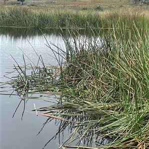 Eleocharis sphacelata (Tall Spike-rush) at Jinden, NSW by JaneR