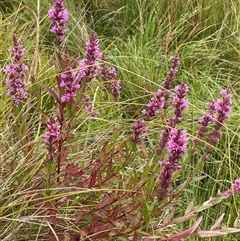 Lythrum salicaria (Purple Loosestrife) at Jinden, NSW - 23 Jan 2025 by JaneR