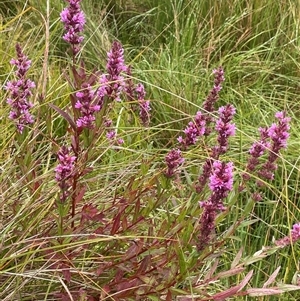 Lythrum salicaria (Purple Loosestrife) at Jinden, NSW by JaneR