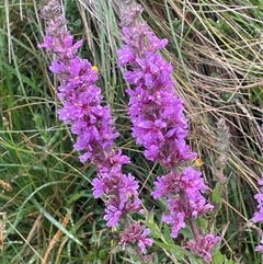 Lythrum salicaria at Jinden, NSW - 23 Jan 2025 01:40 PM