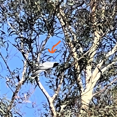 Coracina novaehollandiae (Black-faced Cuckooshrike) at Scullin, ACT - 22 Jan 2025 by Untidy