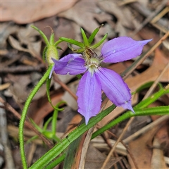 Scaevola ramosissima (Hairy Fan-flower) at Ulladulla, NSW - 23 Jan 2025 by MatthewFrawley