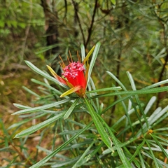 Lambertia formosa (Mountain Devil) at Ulladulla, NSW - 23 Jan 2025 by MatthewFrawley