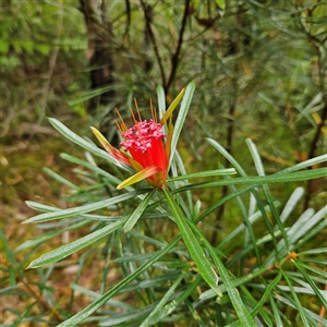 Lambertia formosa (Mountain Devil) at Ulladulla, NSW by MatthewFrawley