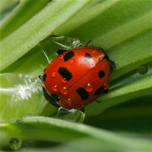 Hippodamia variegata (Spotted Amber Ladybird) at Downer, ACT by RobertD