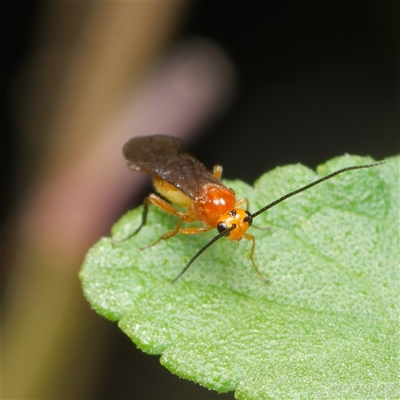 Braconidae (family) at Downer, ACT - 23 Jan 2025 by RobertD