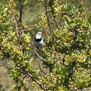 Epthianura albifrons (White-fronted Chat) at Molonglo, ACT by BenHarvey