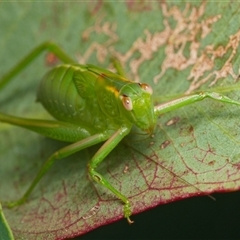 Caedicia simplex (Common Garden Katydid) at Downer, ACT - 24 Jan 2025 by RobertD