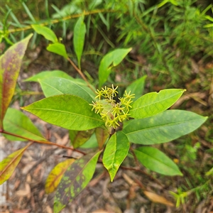 Dodonaea triquetra (Large-leaf Hop-Bush) at Ulladulla, NSW by MatthewFrawley