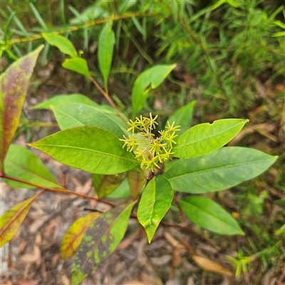 Dodonaea triquetra (Large-leaf Hop-Bush) at Ulladulla, NSW - 23 Jan 2025 by MatthewFrawley