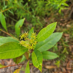 Dodonaea triquetra at Ulladulla, NSW - 23 Jan 2025 02:14 PM