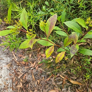 Dodonaea triquetra at Ulladulla, NSW - 23 Jan 2025 02:14 PM