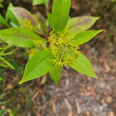 Dodonaea triquetra at Ulladulla, NSW - 23 Jan 2025 02:14 PM