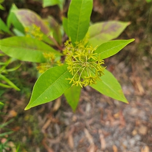 Dodonaea triquetra at Ulladulla, NSW - 23 Jan 2025 02:14 PM