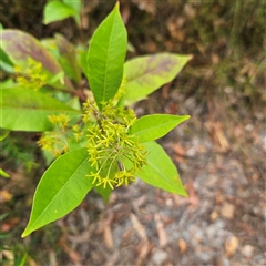 Dodonaea triquetra at Ulladulla, NSW - 23 Jan 2025 02:14 PM