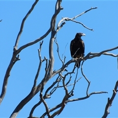 Aquila audax (Wedge-tailed Eagle) at Symonston, ACT - 23 Jan 2025 by CallumBraeRuralProperty