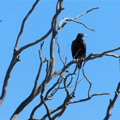 Aquila audax (Wedge-tailed Eagle) at Symonston, ACT - 24 Jan 2025 by CallumBraeRuralProperty