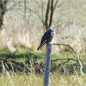 Artamus cyanopterus (Dusky Woodswallow) at Symonston, ACT by CallumBraeRuralProperty